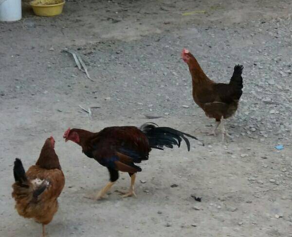 خروس دورگه با 2تا مرغ محلی