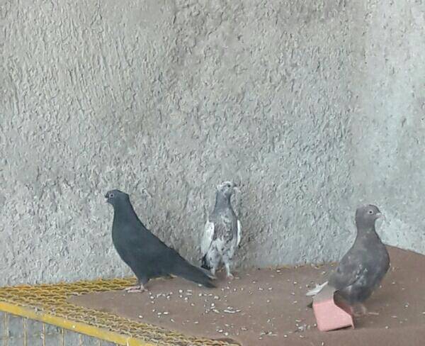 سه تا کبوتر بهبهانی جوان