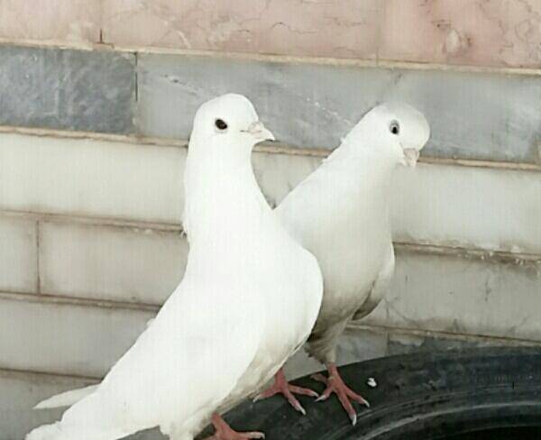 دوتا کبوتر سفید