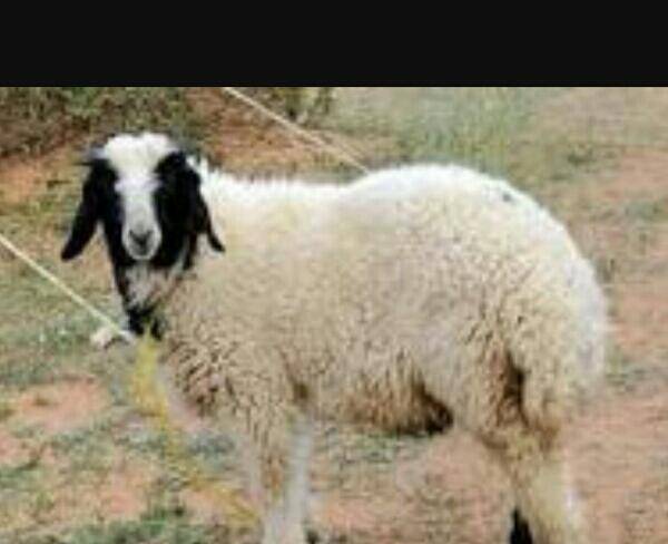 فروش گوسفند برای عید قربان
