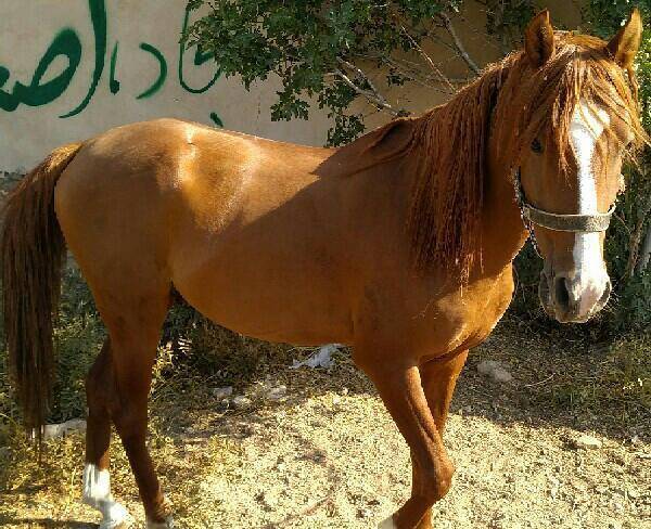 فروش اسب نر اصیل از نژاد کرد