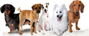 خرید، فروش و پانسیون حیوانات خانگی - کلینیک دامپزشکی قیطریه ( سگ ، گربه ، ایگوانا ، همستر و ... )