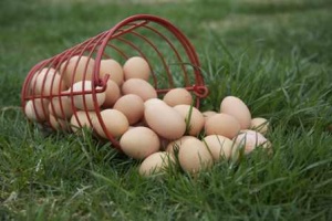 فروش تخم مرغ شاخدار(گینه ای)