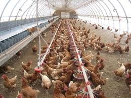آموزش ایجاد مرغداری و پرورش مرغ
