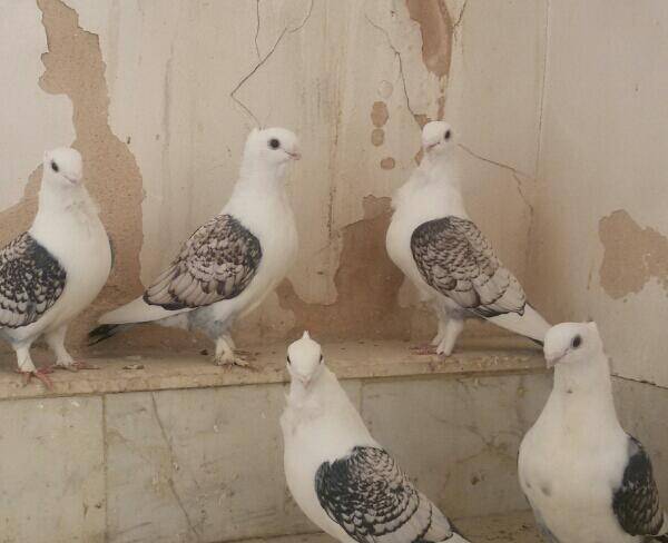 فروش کبوتر طاووسی