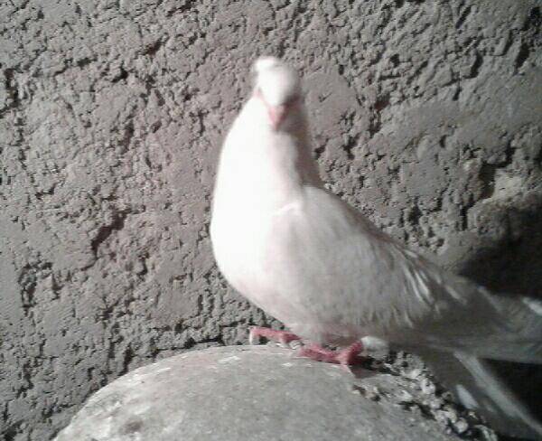 یک عدد کبوتر نر سفید اصفهانی قفلی بشرط