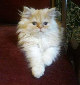 گربه ایرانی (پرشین کت ) کرم سفید