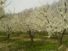 فروش باغ و باغچه دارای درختان میوه در صوفیان