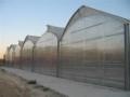 Plastic greenhouses.