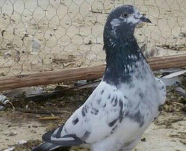 کبوتر پاکستانی تیپلر