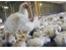 فروش یا رهن کامل مرغداری گوشتی 30000 قطعه ای در شم