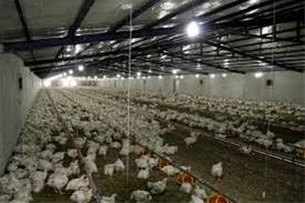 فروش مرغداری گوشتی با جواز 10 هزار تایی در نظرآباد