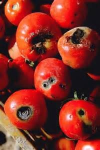 ضد آفت گوجه فرنگی