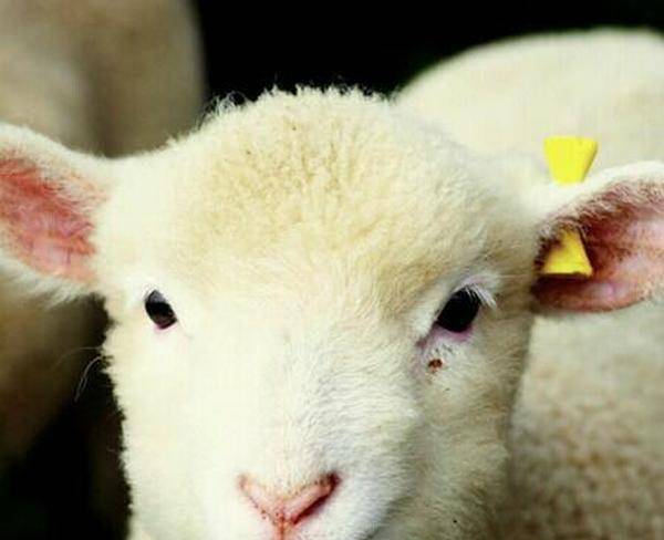 فروش گوسفند به مناسبت عید قربان