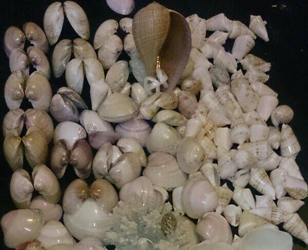 صدف و حلزون های دریایی