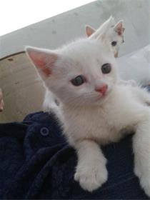 فروش بچه گربه سفید در اصفهان