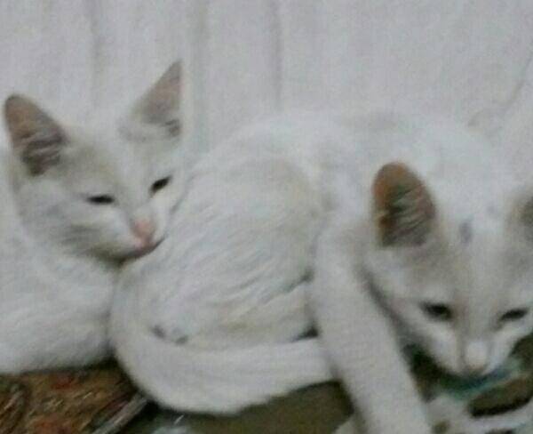 گربه سفیدبرفی