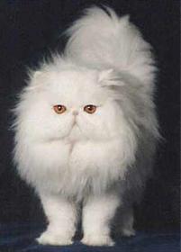خریدار گربه پرشین سفید ماده بالغ
