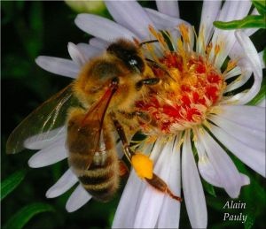 پکیج کامل و کاربرد ی آموزش تلقیح مصنوعی زنبور عسل