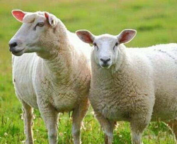 فروش و ذبح گوسفند مرحبایی