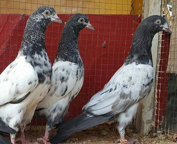 کبوتر تیدی(پاکستانی)پرشی