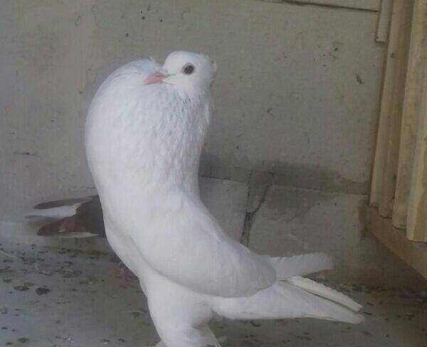 کبوتر سفیده ابو مریم