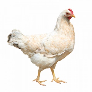 فروش کنسانتره و دان هفته اول مرغ گوشتی