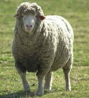 دوره آموزشی تلقیح مصنوعی گوسفند