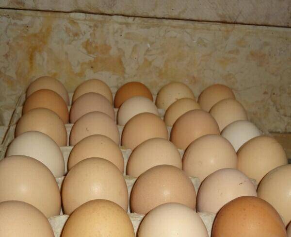 خریدار کلی تخم مرغ محلی