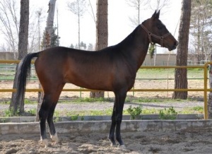 فروش تعدادی از اسب های نژاد ترکمن خالص با خط خونی استثنائی