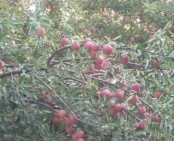 فروش سیب اعلا روی درخت