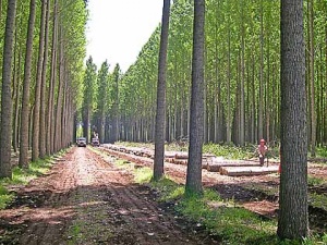 فروش چوب جنگلی برای صنایع مبلمان نجاری و صنایع دستی الوار