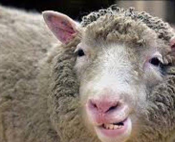 گوسفند زنده با قصاب مجرب