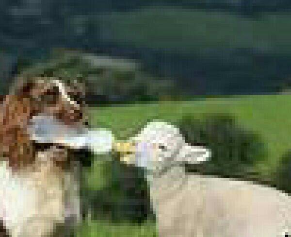 گوسفندزنده همراه قصاب ...خروس زنده