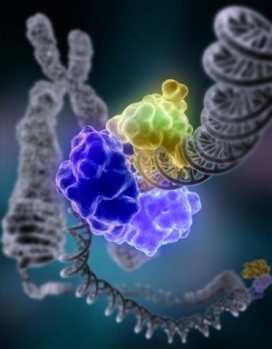 تدریس خصوصی زیست شناسی سلولی و مولکولی، ژنتیک مولکولی