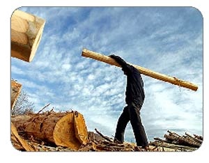 اولین و بزرگترین یارد چوب در ایران (واردات و صادرات)