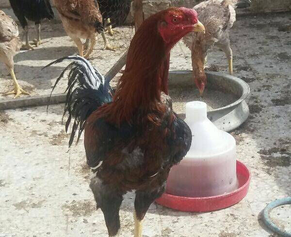 فروش تخم مرغ لاری تاج مهر اصل5دانگ
