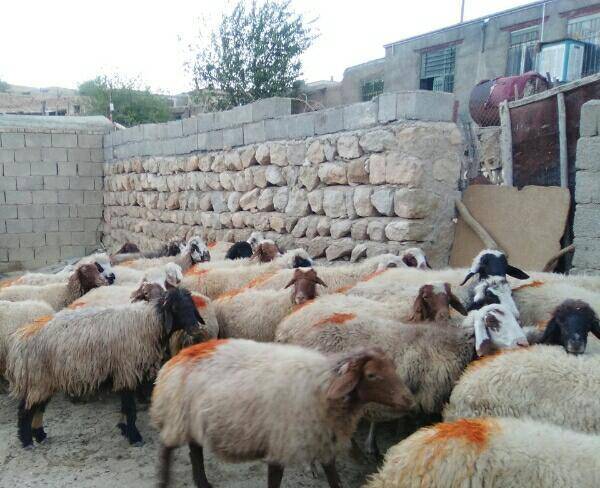 فروش گله گوسفند