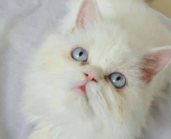 گربه پرشین کت چشم آبی