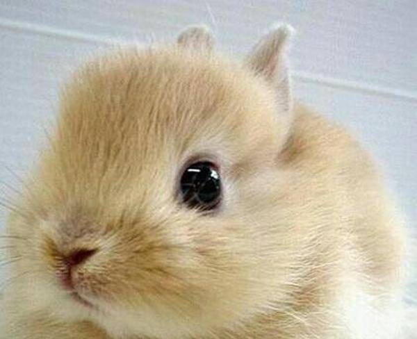 درخواست بچه خرگوش مینیاتوری مجانی