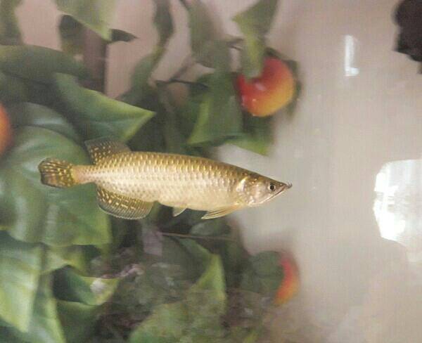 ماهی اروانا(کوتوله)طلایی