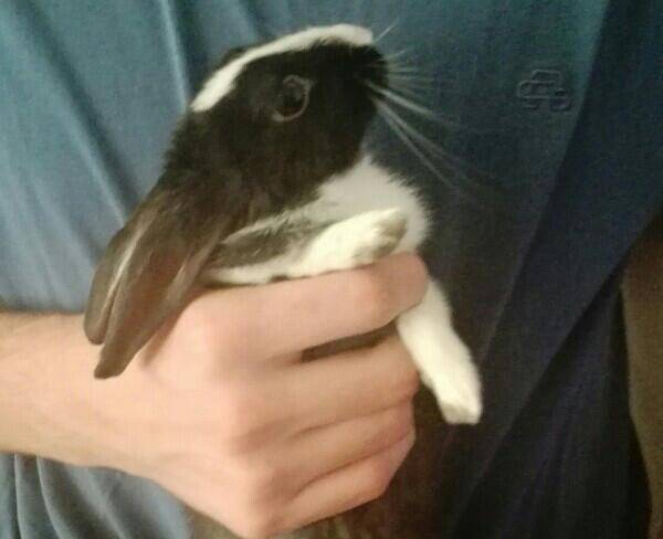 خرگوش کوچولو به نام بانی