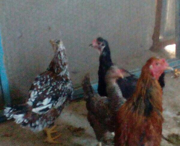 مرغ محلی تخم‌گذار‌وخروس