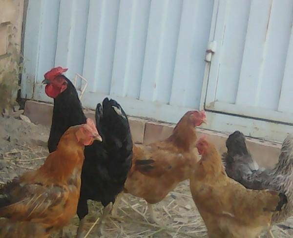 خریدار مرغ تخمگذار بومی روستای