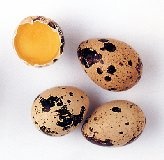 تخم خوراکی بلدرچین درشت نژاد کانادایی کیلویی: 3000 تومان