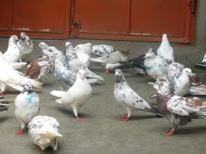 فروش کبوتر های نژاد اصیل