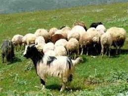 فروش گوسفند زنده درویش