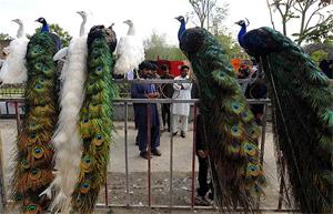 فروش طاووس