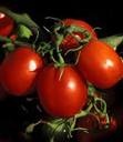 آموزش کاشت و برداشت گوجه فرنگی گلخانه ای