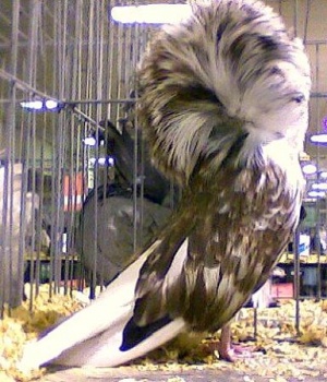 فروش بهترین نژاد کبوتران تزئینی